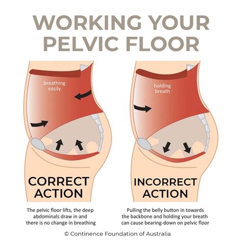 pelvic floor muscle contraction